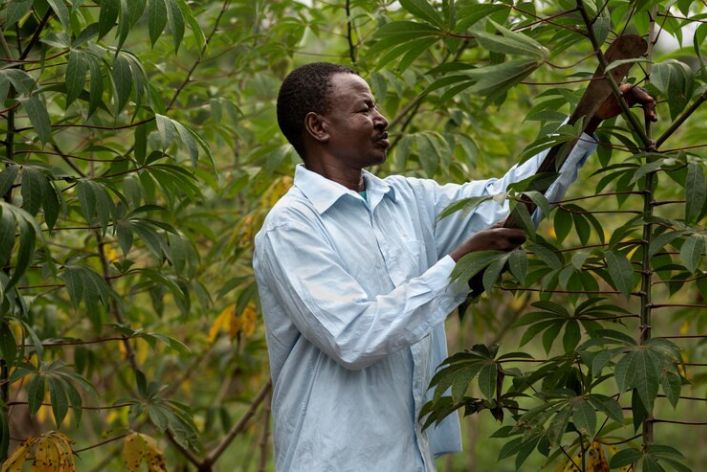 Agroforestry Jobs in Nigeria: A Comprehensive Insight