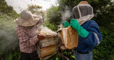 Beekeeping in Nigeria: An Emerging Agricultural Job