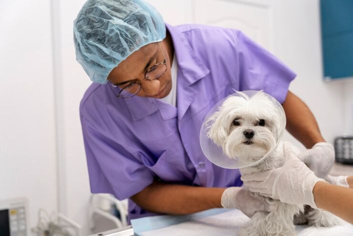 Career Spotlight: Veterinary Services in Nigeria