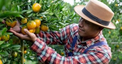Promising Careers in Nigeria's Organic Farming Sector