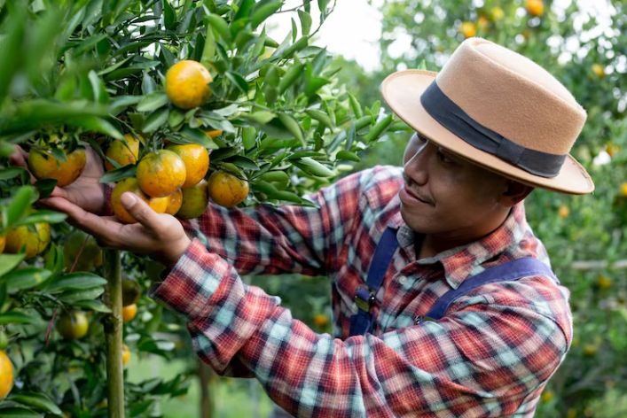 Promising Careers in Nigeria's Organic Farming Sector