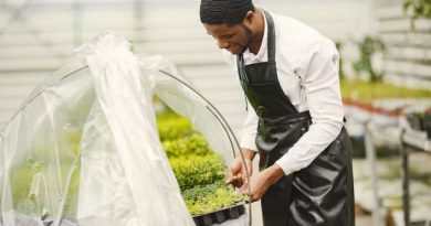 Seed Production Careers: A Growth Sector in Nigeria