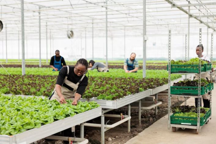 Seed Production Careers: A Growth Sector in Nigeria