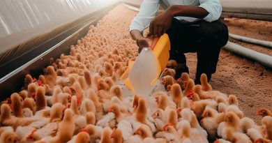 Guide to Starting a Poultry Farm in Nigeria: Steps & Tips