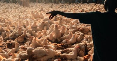 Understanding the Market Demand for Poultry in Nigeria